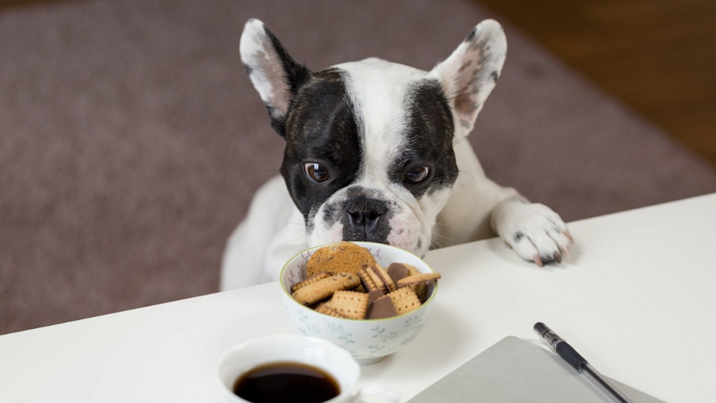 Best dog food for allergies uk best sale